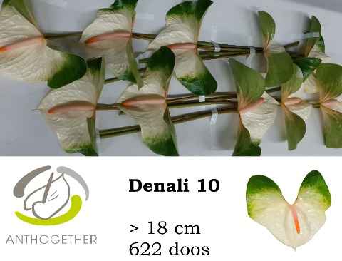 Срезанные цветы оптом Anthurium denali от 10шт из Голландии с доставкой по России