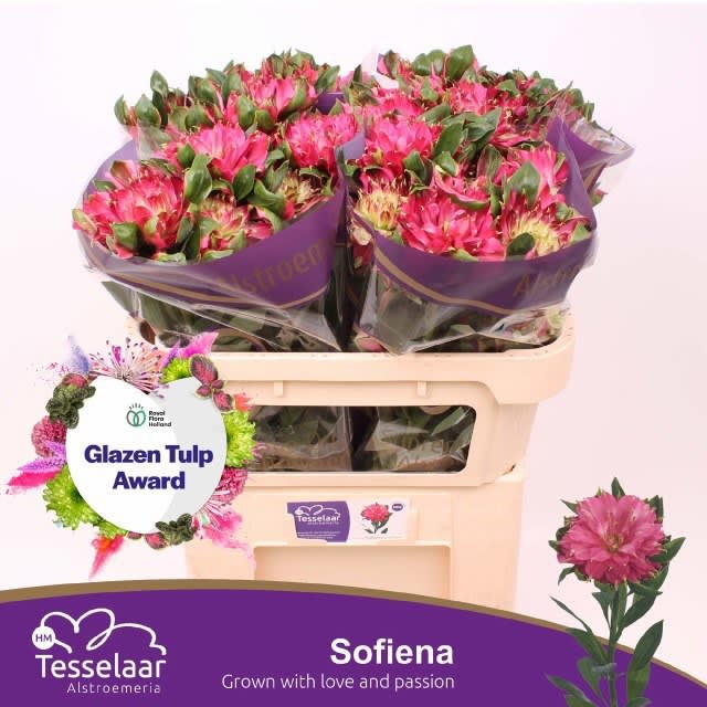 Срезанные цветы оптом Alstroemeria si sofiena от 40шт из Голландии с доставкой по России