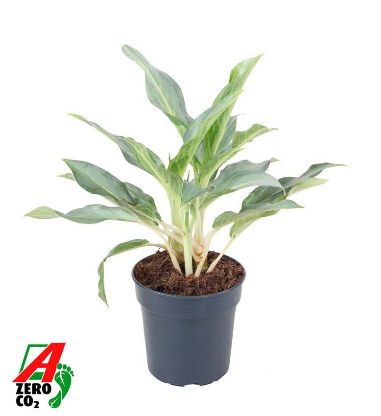 Горшечные цветы и растения оптом Aglaonema Ghost от 6шт из Голландии с доставкой по России