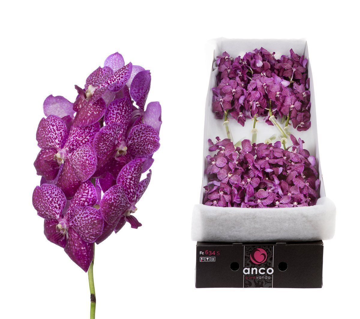 Срезанные цветы оптом Vanda sunanda magenta glitter per stem от 4шт... из Голландии с доставкой по России