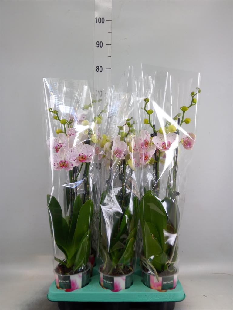 Горшечные цветы и растения оптом Phalaenopsis   ... от 6шт из Голландии с доставкой по России