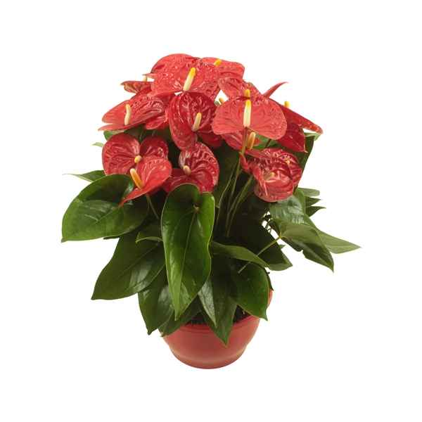 Горшечные цветы и растения оптом Anth An Jambo Red 8+ от 4шт из Голландии с доставкой по России