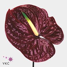 Срезанные цветы оптом Anthurium tropic night от 12шт из Голландии с доставкой по России