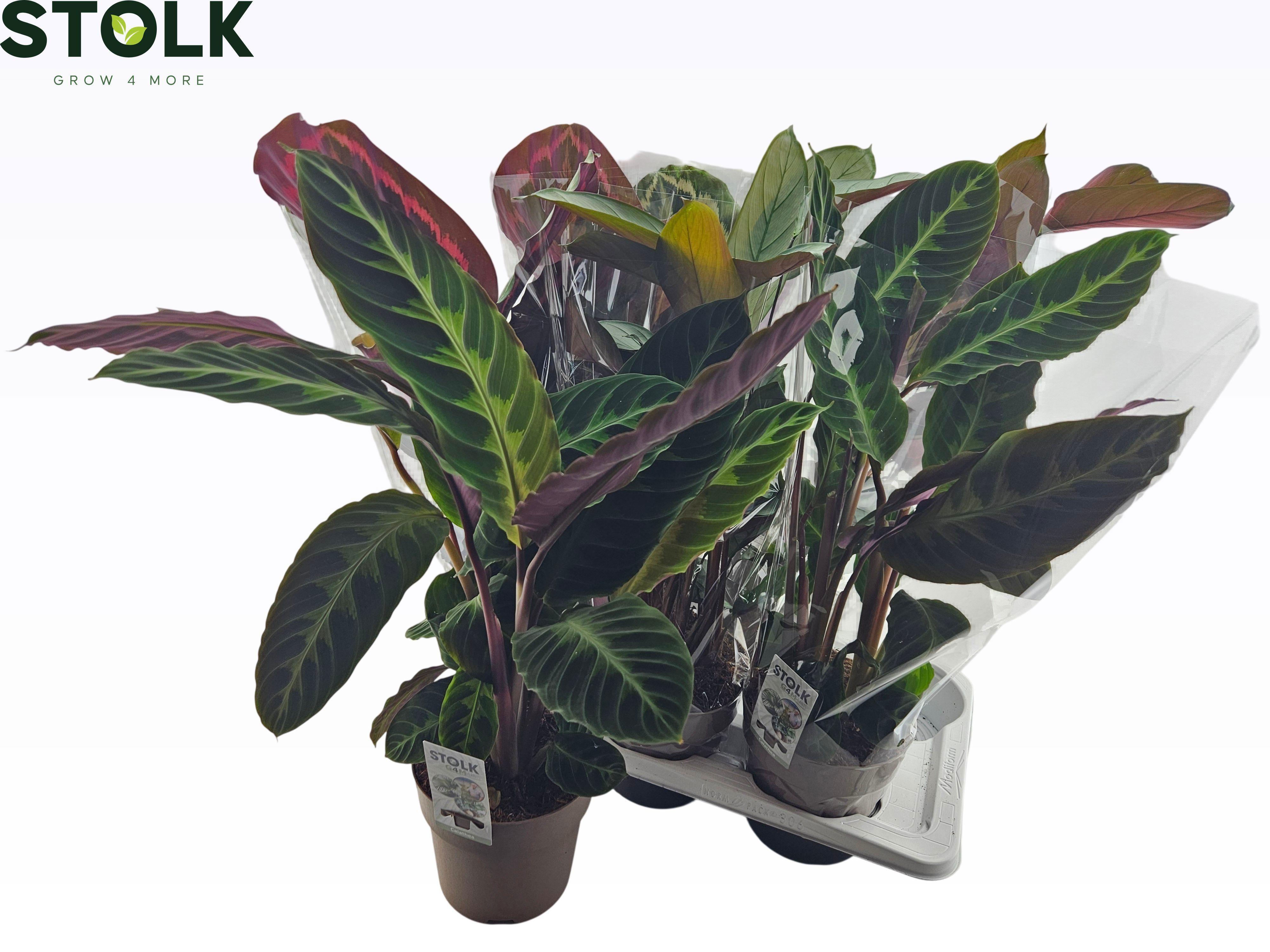 Горшечные цветы и растения оптом Calat Gem 5 Srt от 6шт из Голландии с доставкой по России