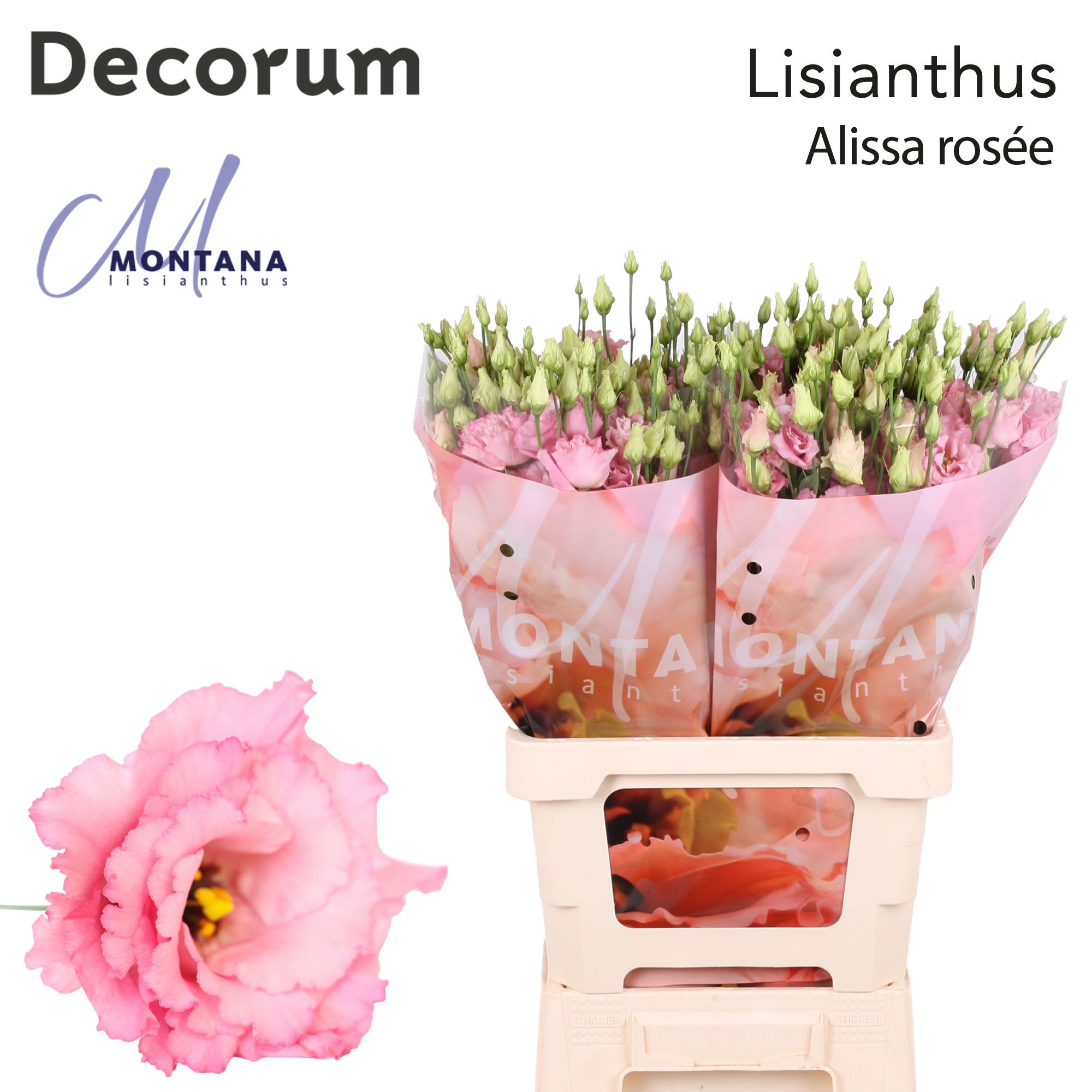 Срезанные цветы оптом Lisianthus do alissa rose pink от 20шт из Голландии с доставкой по России