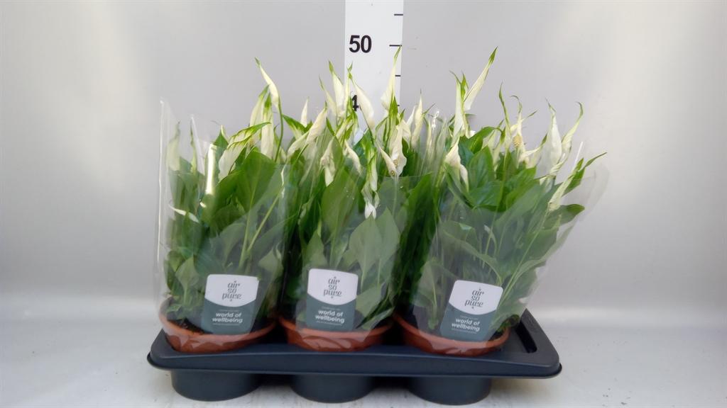 Горшечные цветы и растения оптом Spathiphyllum chopin от 6шт из Голландии с доставкой по России
