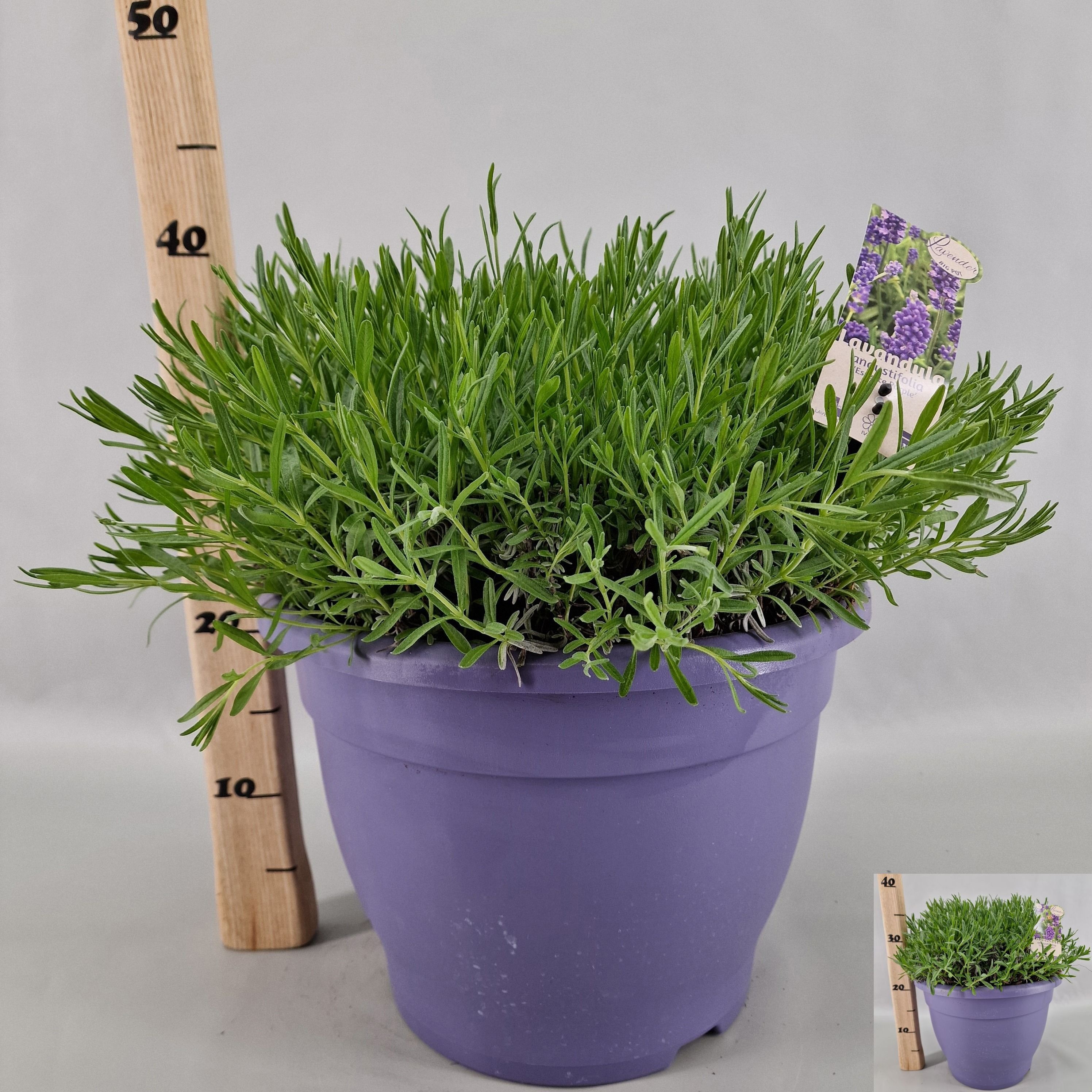 Горшечные цветы и растения оптом Lavan An Essence Pur от 1шт из Голландии с доставкой по России