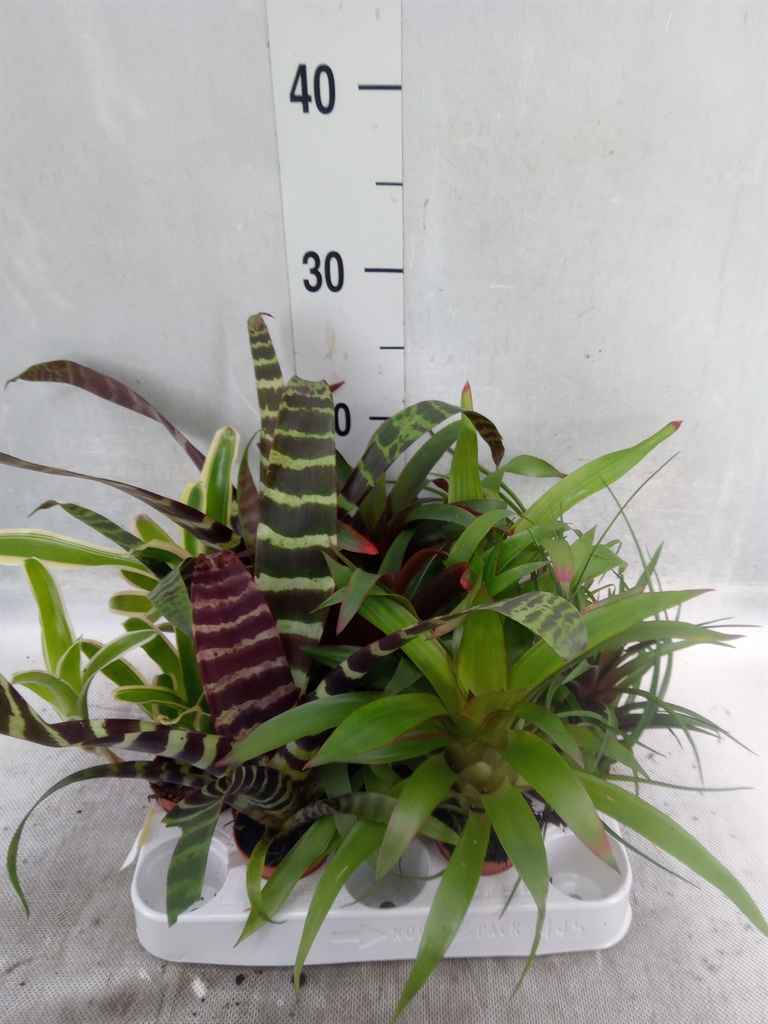 Горшечные цветы и растения оптом Bromelia   ...mix от 10шт из Голландии с доставкой по России