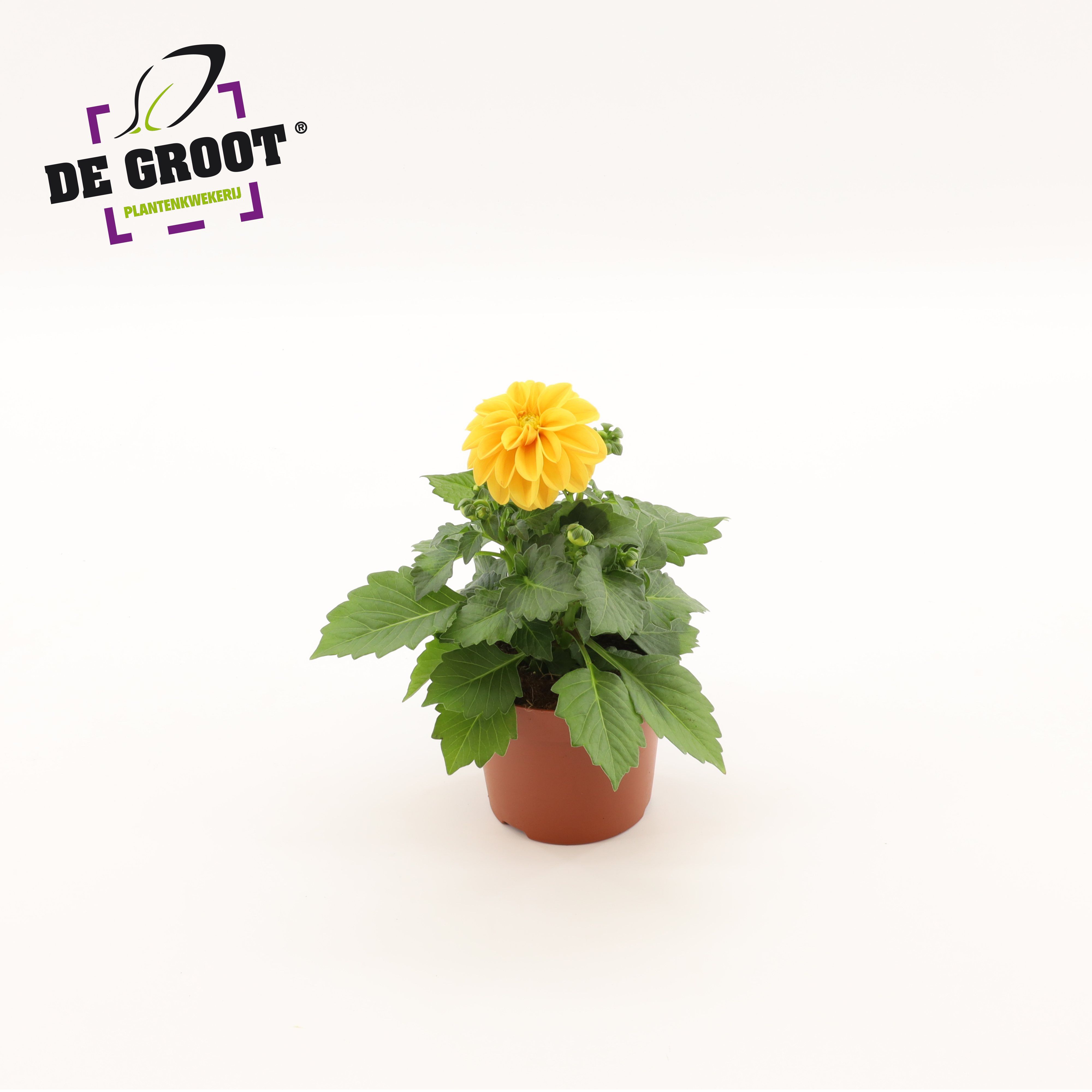 Горшечные цветы и растения оптом Dahlia Oranje от 8шт из Голландии с доставкой по России