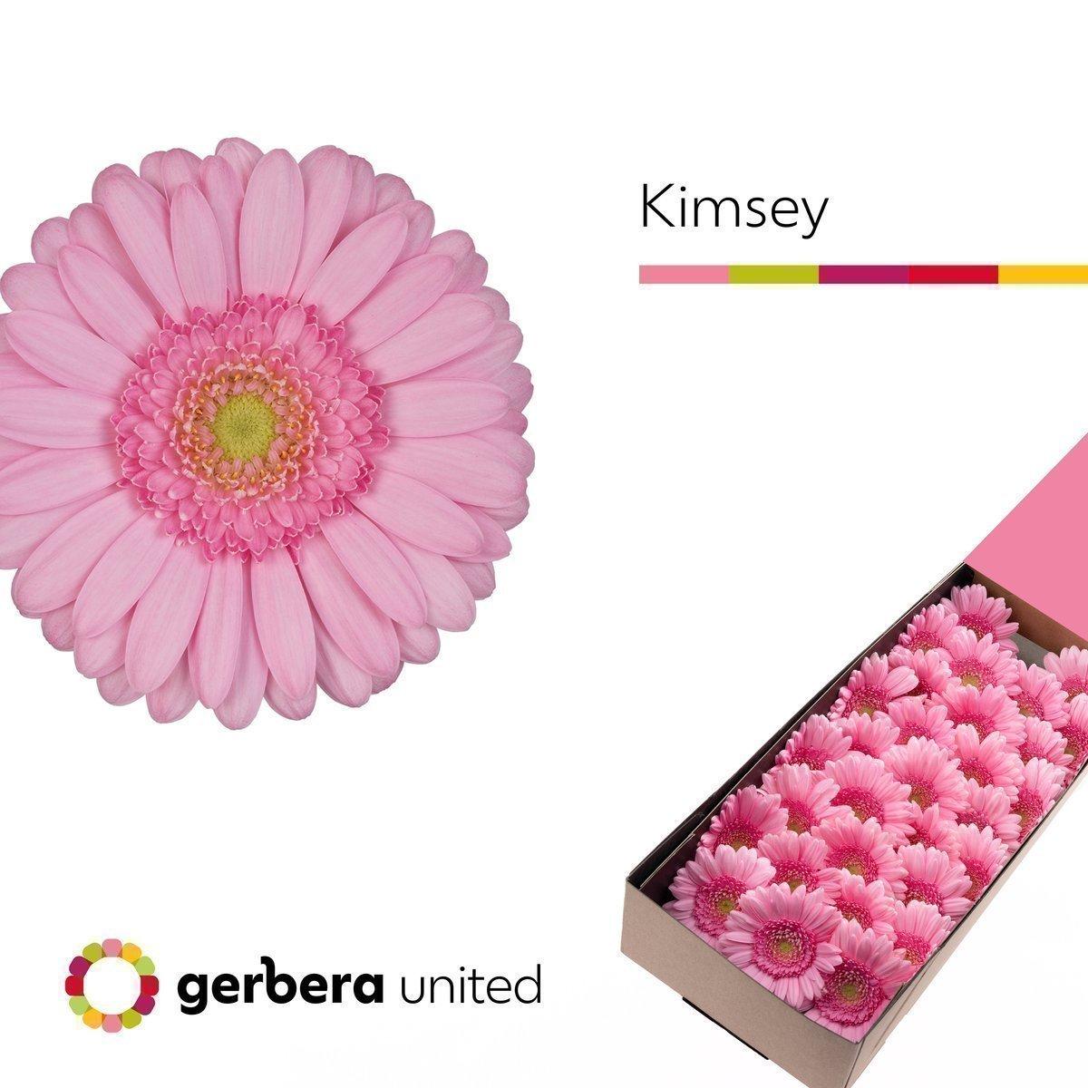 Срезанные цветы оптом Germini kimsey от 30шт из Голландии с доставкой по России