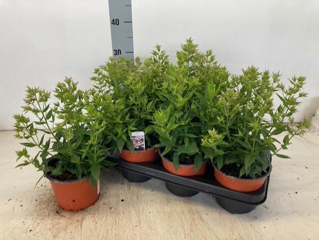 Горшечные цветы и растения оптом Phlox Paniculata от 7шт из Голландии с доставкой по России