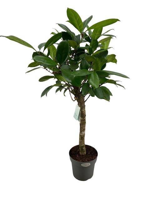 Горшечные цветы и растения оптом Ficus Cyathistipula Rechte Stam от 1шт из Голландии с доставкой по России