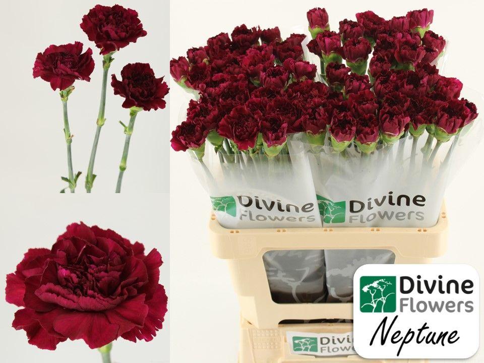 Срезанные цветы оптом Dianthus st neptune от 80шт из Голландии с доставкой по России