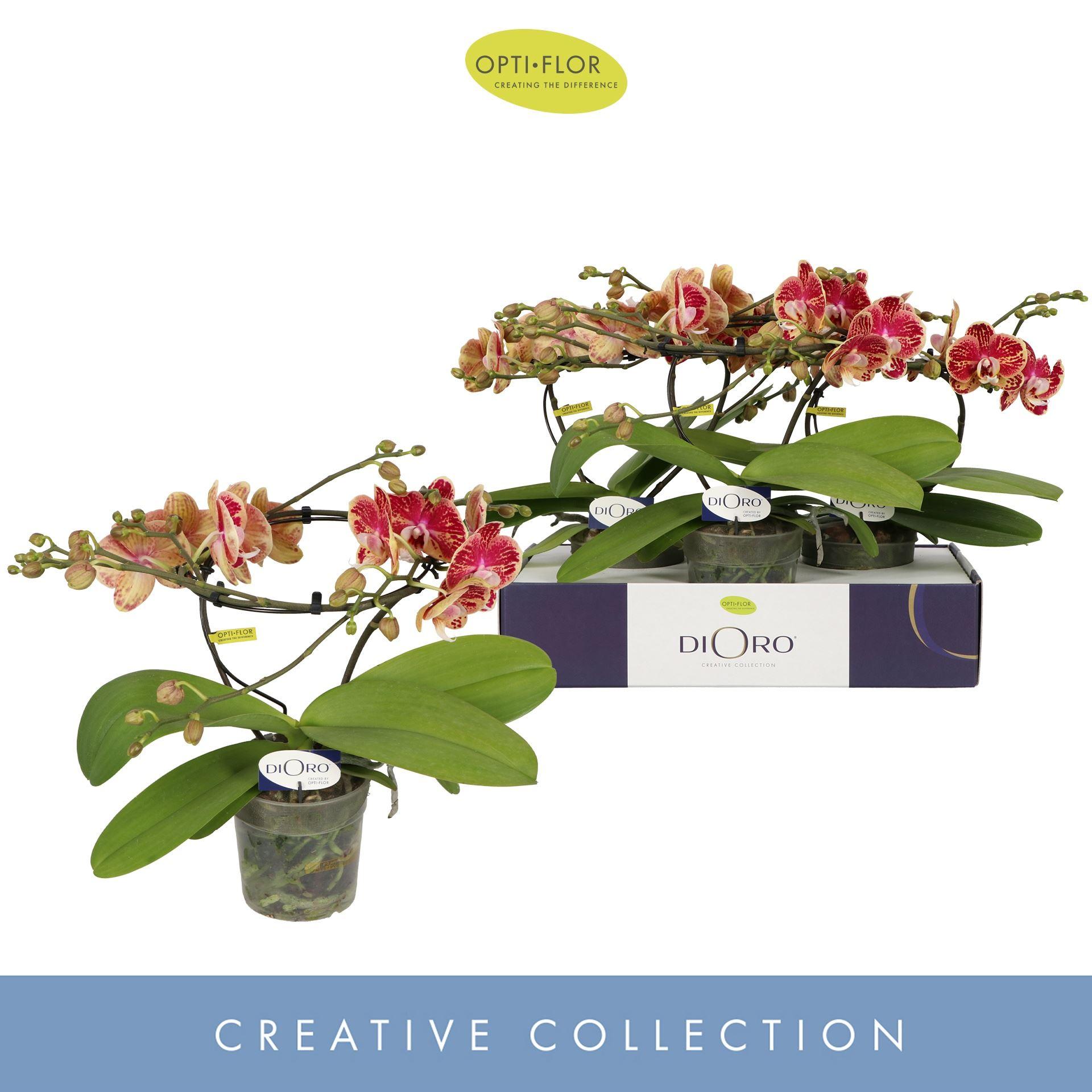 Горшечные цветы и растения оптом Phalaenopsis   ... от 3шт из Голландии с доставкой по России