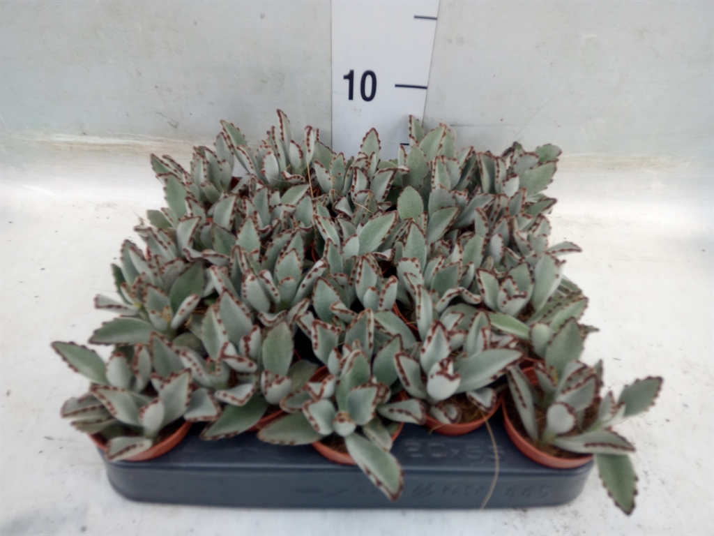 Горшечные цветы и растения оптом Kalanchoe Nf Tomentosa от 20шт из Голландии с доставкой по России