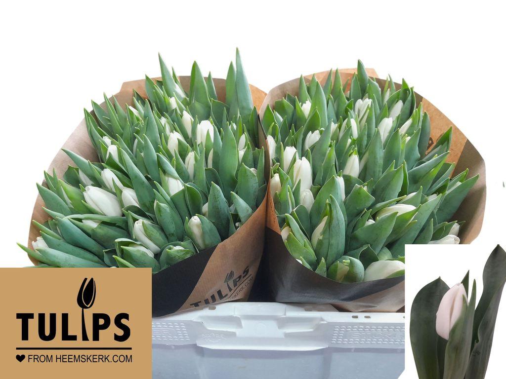 Срезанные цветы оптом Tulipa si update от 100шт из Голландии с доставкой по России