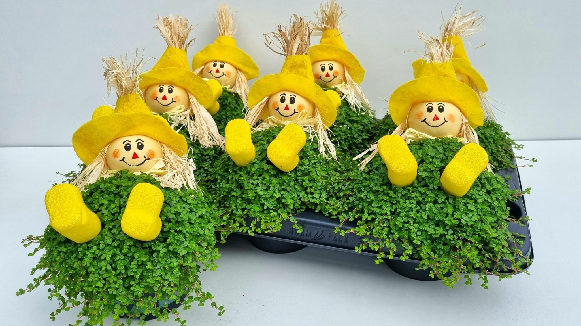 Горшечные цветы и растения оптом Solei Sol Groen от 6шт из Голландии с доставкой по России