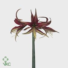 Срезанные цветы оптом Hippeastrum mini tango от 25шт из Голландии с доставкой по России Срезанные цветы оптом Hippeastrum mini tango от 25шт из Голландии с доставкой по России