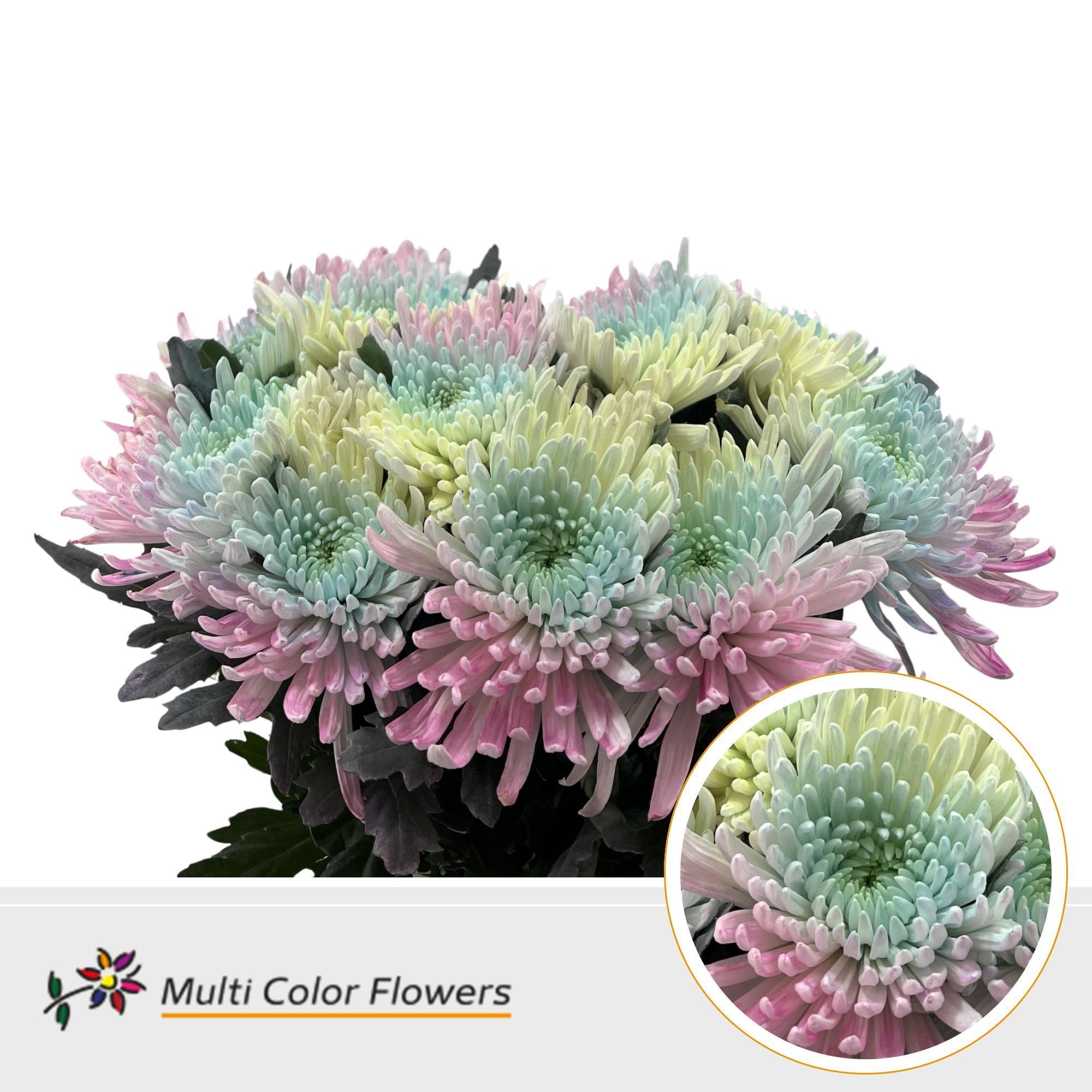 Срезанные цветы оптом Chrys bl paint topspin soft rainbow от 40шт из Голландии с доставкой по России