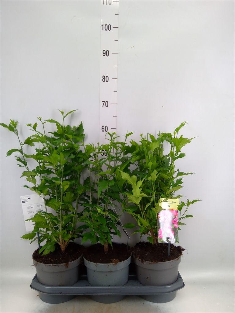 Горшечные цветы и растения оптом Hibiscus Syriacus от 3шт из Голландии с доставкой по России Горшечные цветы и растения оптом Hibiscus Syriacus от 3шт из Голландии с доставкой по России
