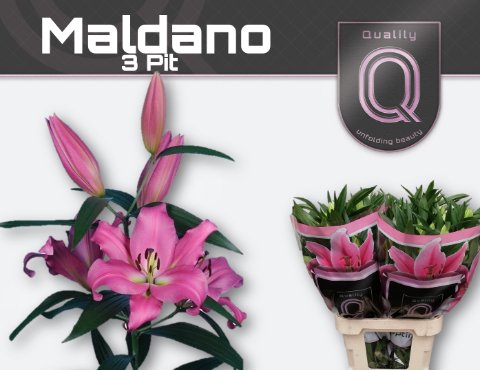 Срезанные цветы оптом Lilium or maldano от 40шт из Голландии с доставкой по России