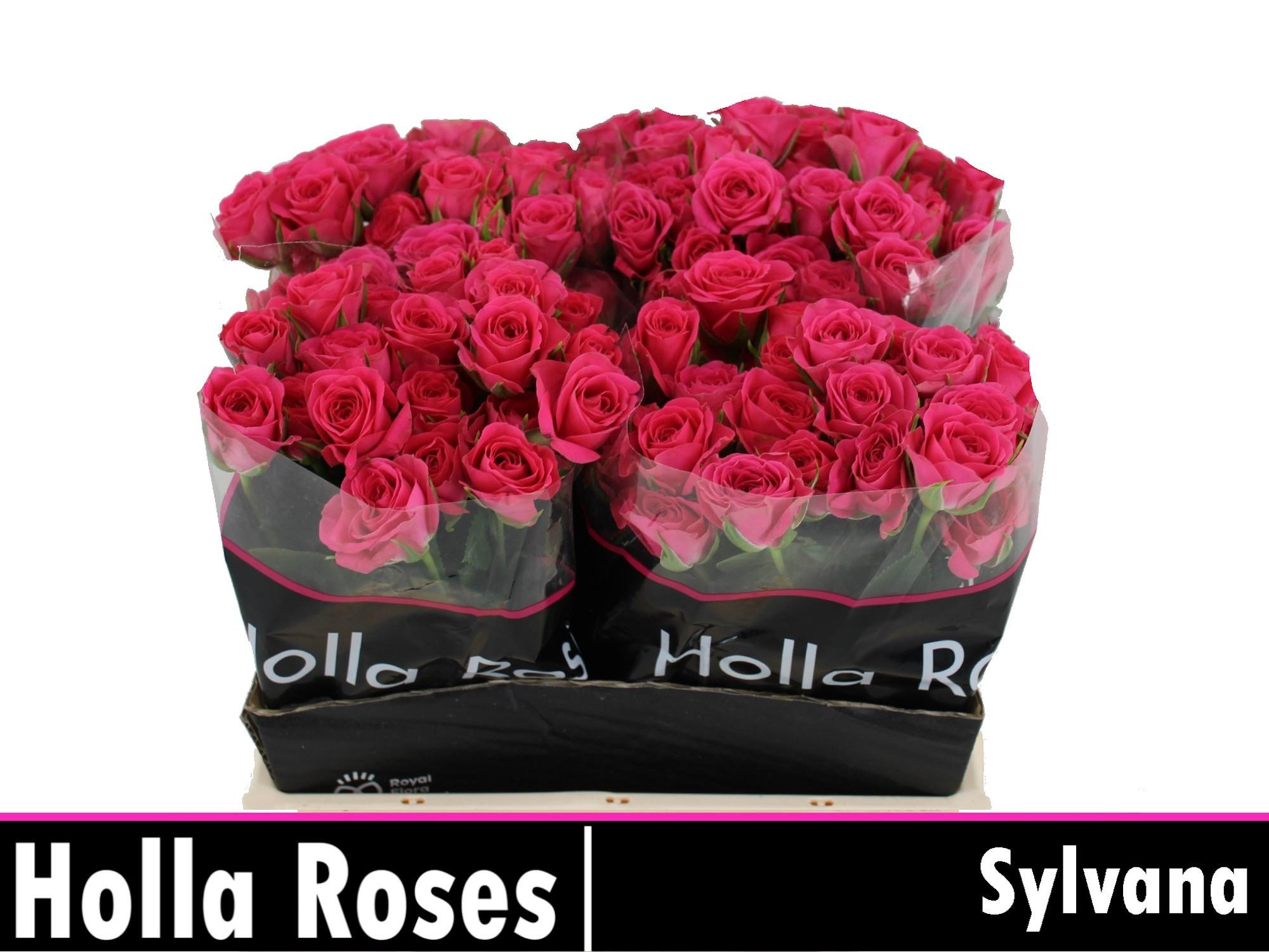 Срезанные цветы оптом Rosa spray sylvana от 60шт из Голландии с доставкой по России