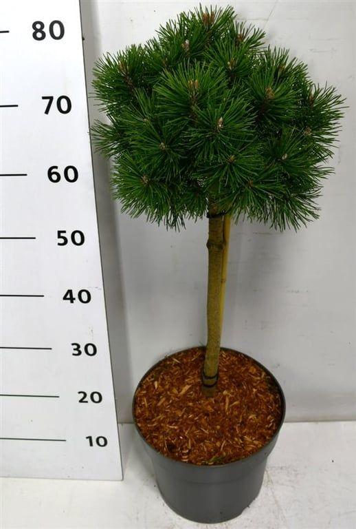 Горшечные цветы и растения оптом Pinus Mugo Mops On Stem от 1шт из Голландии с доставкой по России
