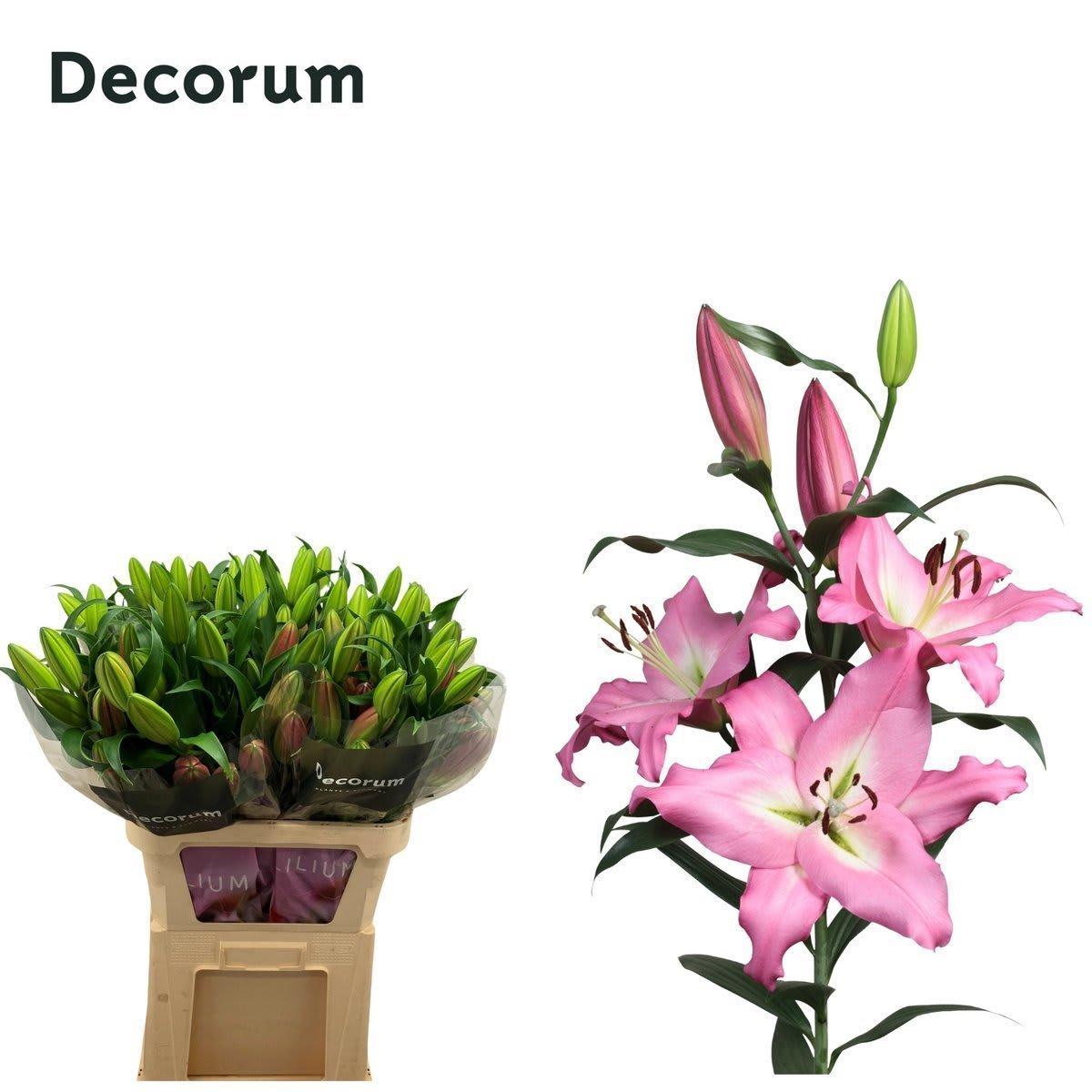 Срезанные цветы оптом Lilium or albareto A от 30шт из Голландии с доставкой по России