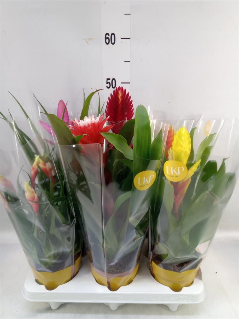 Горшечные цветы и растения оптом Bromelia   ...mix 10 от 6шт из Голландии с доставкой по России