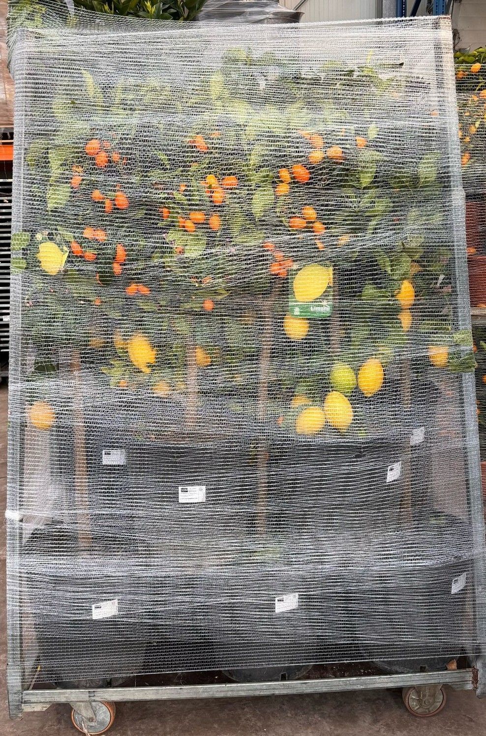 Горшечные цветы и растения оптом Citr Margarita от 1шт (для телеги) из Голландии с доставкой по России