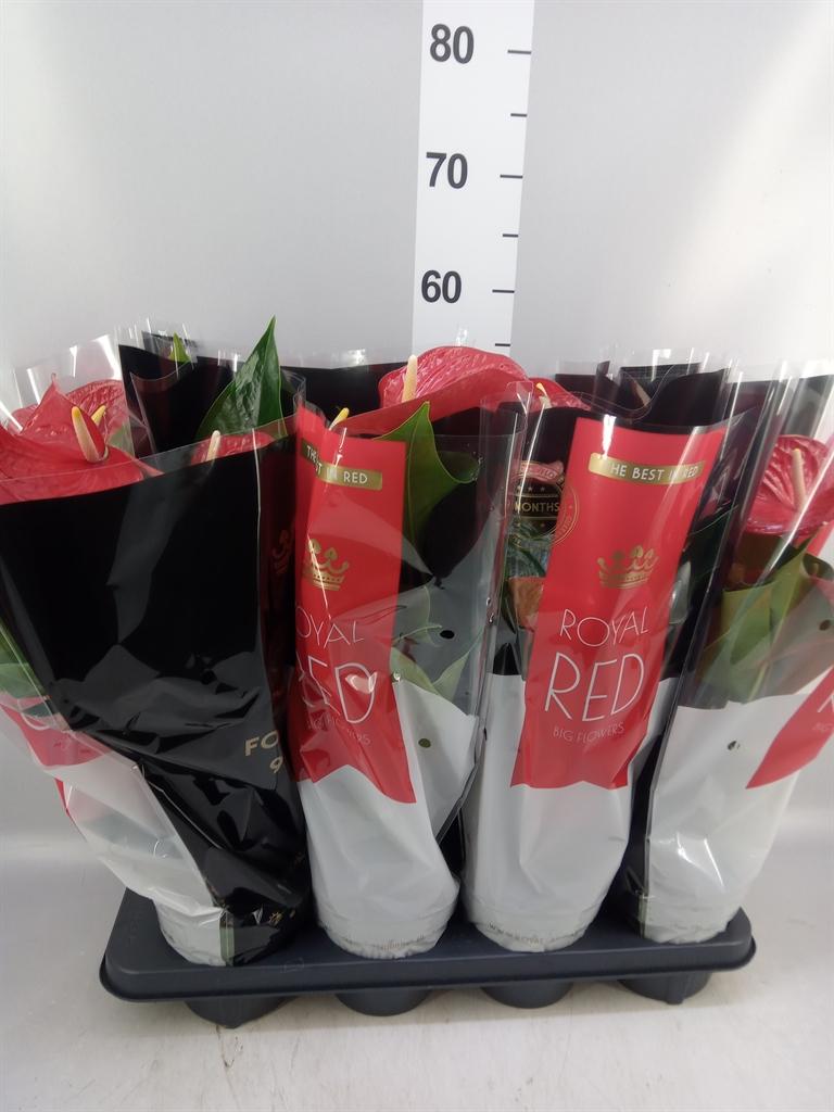 Горшечные цветы и растения оптом Anthurium Andr. querida от 8шт из Голландии с доставкой по России
