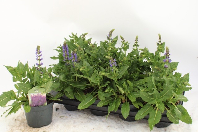 Горшечные цветы и растения оптом Salvia S April Night от 8шт из Голландии с доставкой по России