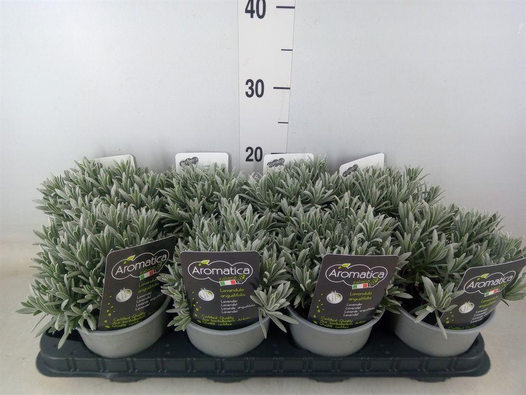 Горшечные цветы и растения оптом Lavandula Angus. от 8шт из Голландии с доставкой по России