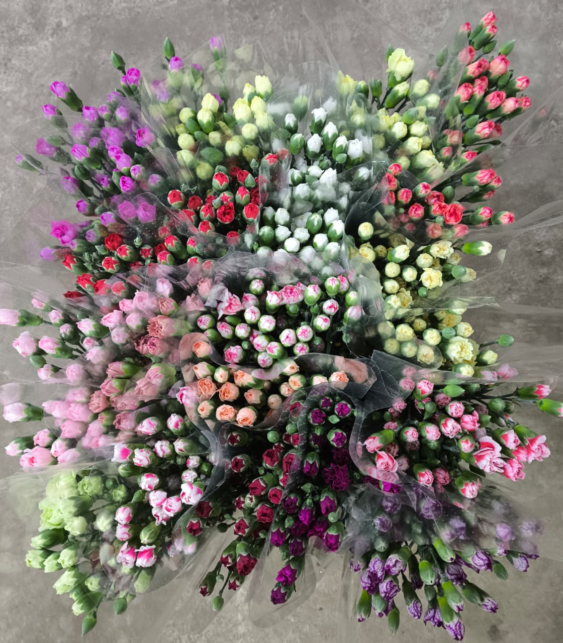 Срезанные цветы оптом Dianthus sp mix in bucket от 240шт из Голландии с доставкой по России
