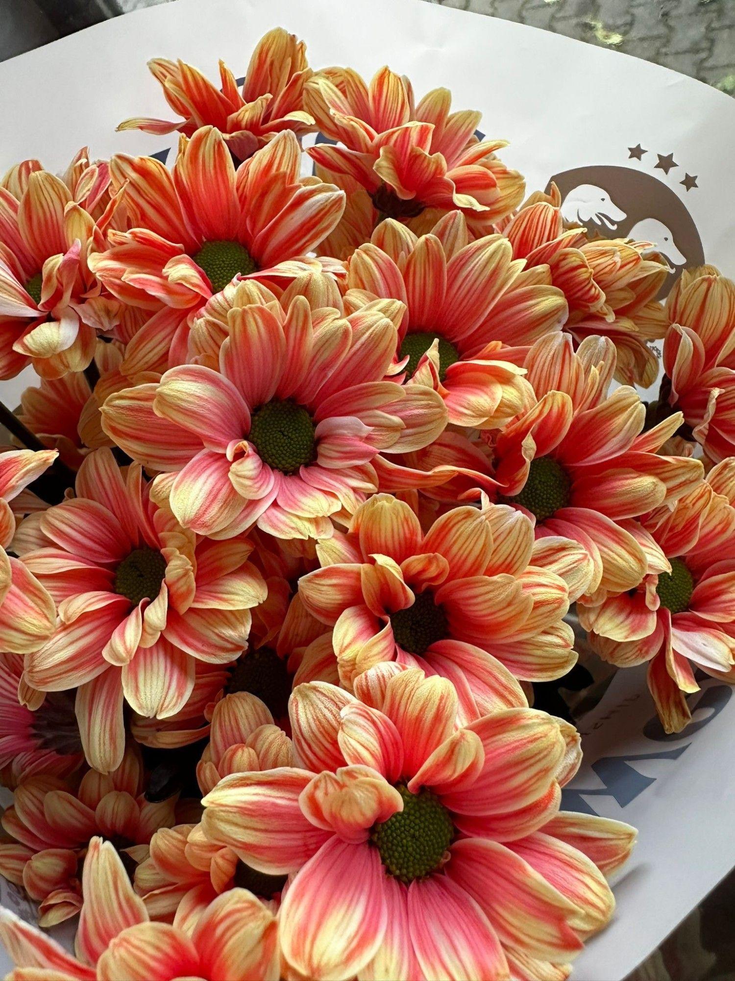 Срезанные цветы оптом Chrys sp paint kennedy orange от 80шт из Голландии с доставкой по России