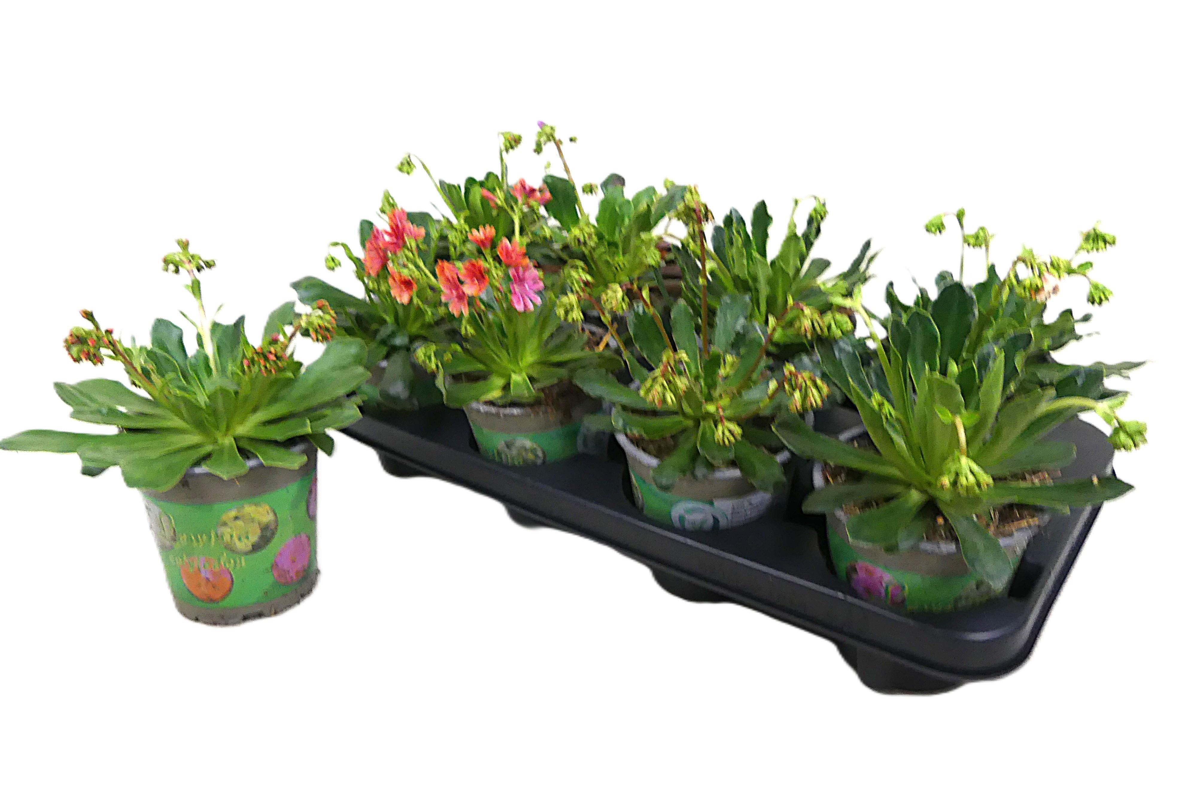 Горшечные цветы и растения оптом Lewi Cotyledon от 8шт из Голландии с доставкой по России Горшечные цветы и растения оптом Lewi Cotyledon от 8шт из Голландии с доставкой по России