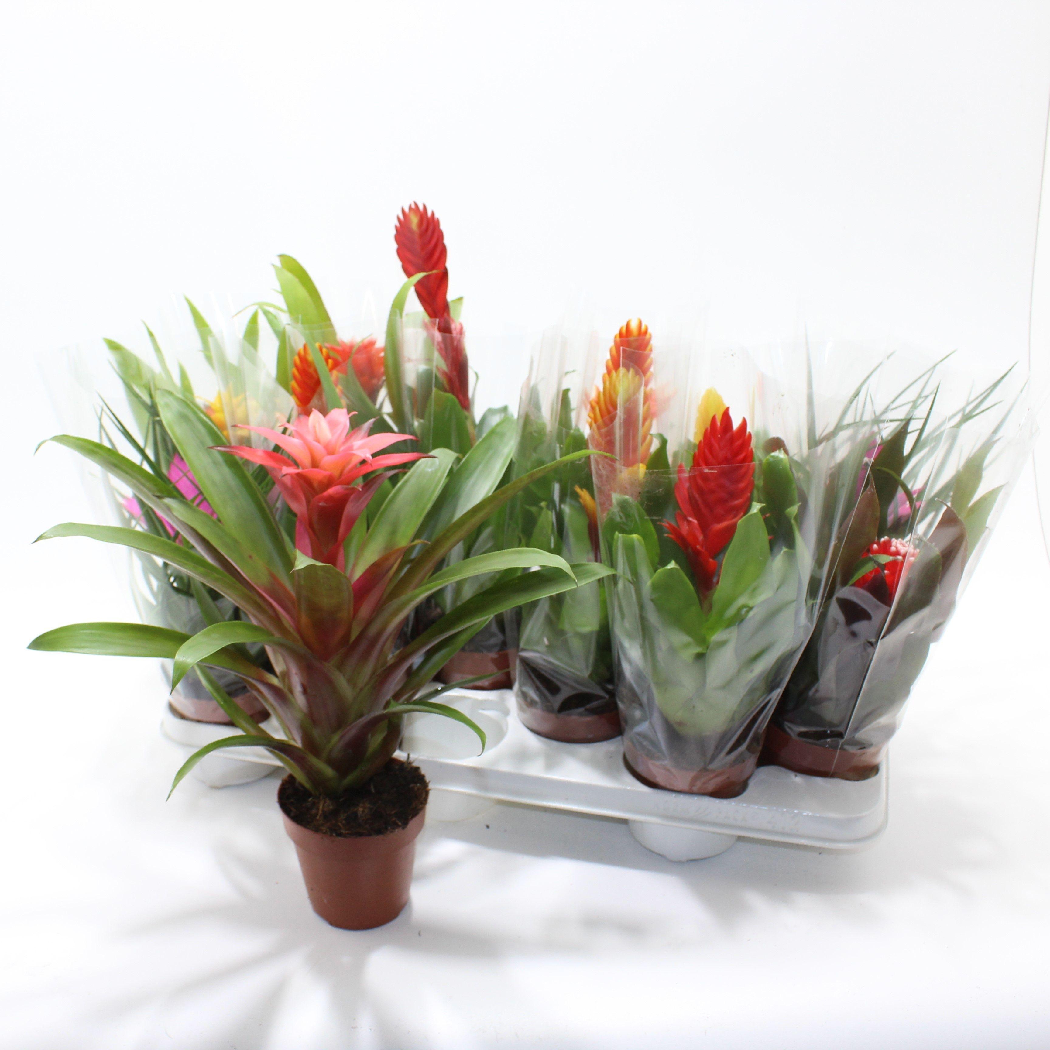 Горшечные цветы и растения оптом Bromelia Gem от 12шт из Голландии с доставкой по России