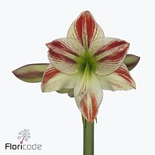 Срезанные цветы оптом Hippeastrum ambiance от 12шт из Голландии с доставкой по России