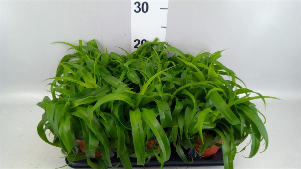 Горшечные цветы и растения оптом Chlorophytum Com. green Bonnie от 6шт из Голландии с доставкой по России