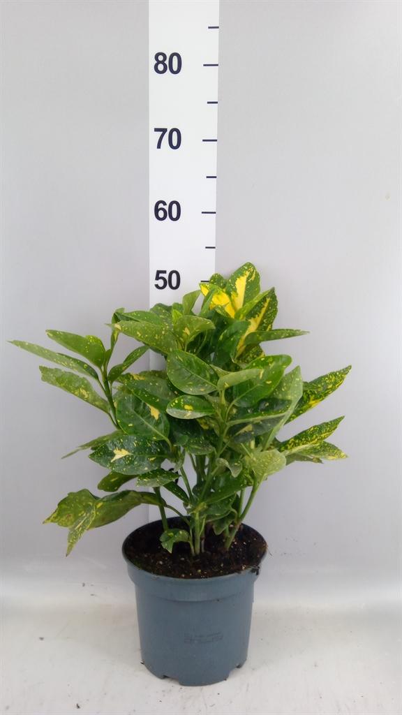 Горшечные цветы и растения оптом Aucuba Japonica variegata от 1шт из Голландии с доставкой по России