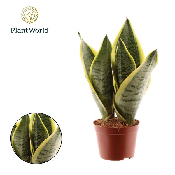 Горшечные цветы и растения оптом Sansevieria Futura Superba 3pp (decorum) от 18шт (для телеги) из Голландии с доставкой по России