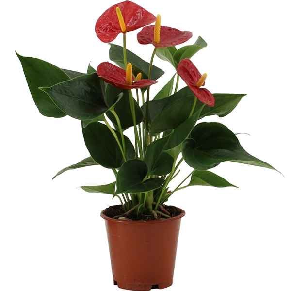 Горшечные цветы и растения оптом Anth An Success Red 4+ Success от 10шт из Голландии с доставкой по России
