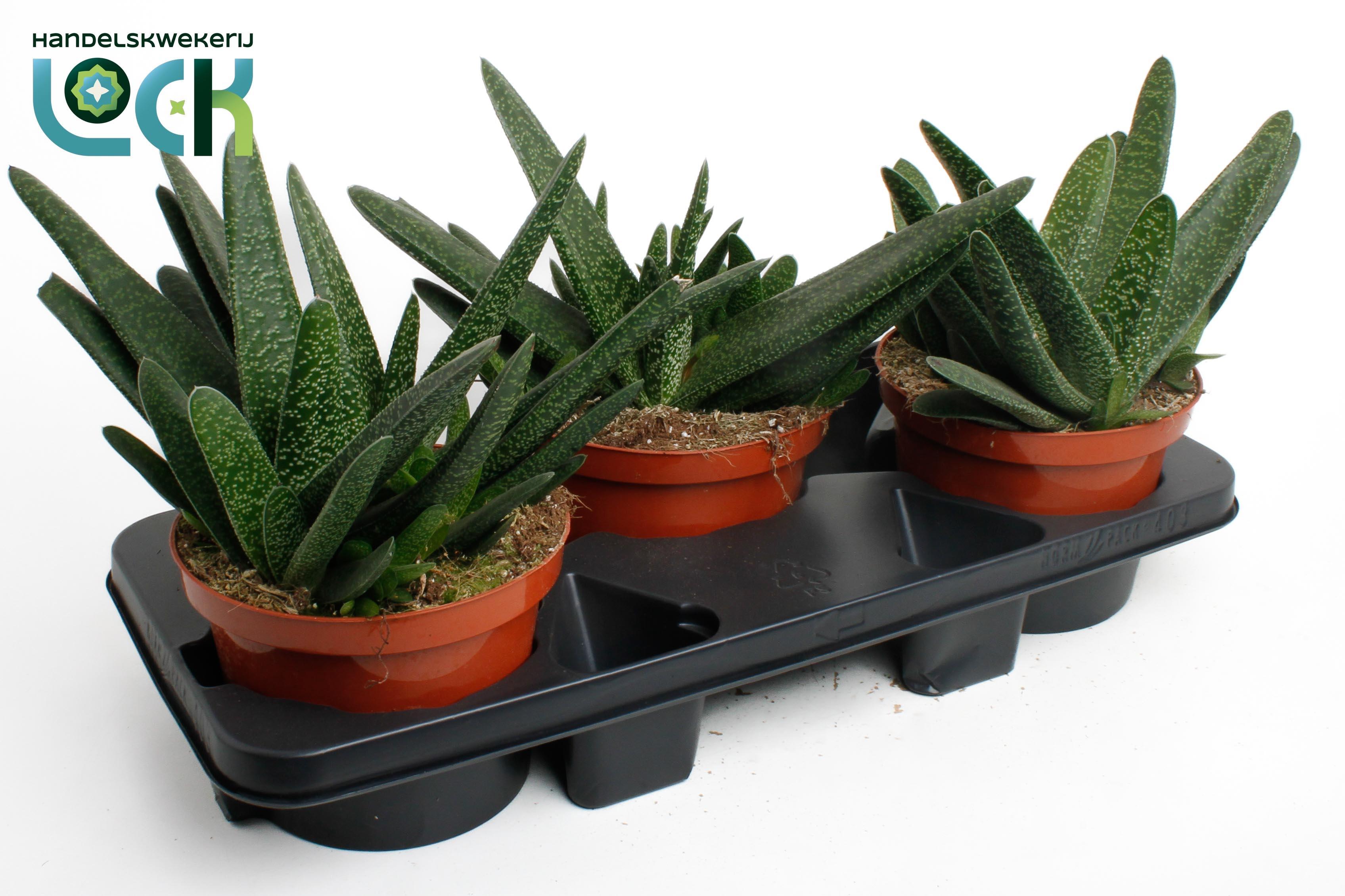 Горшечные цветы и растения оптом Gasteria Verrucosa от 3шт из Голландии с доставкой по России