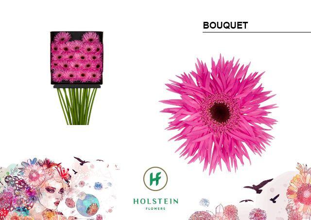 Срезанные цветы оптом Gerbera diamond gerspider bq от 20шт из Голландии с доставкой по России