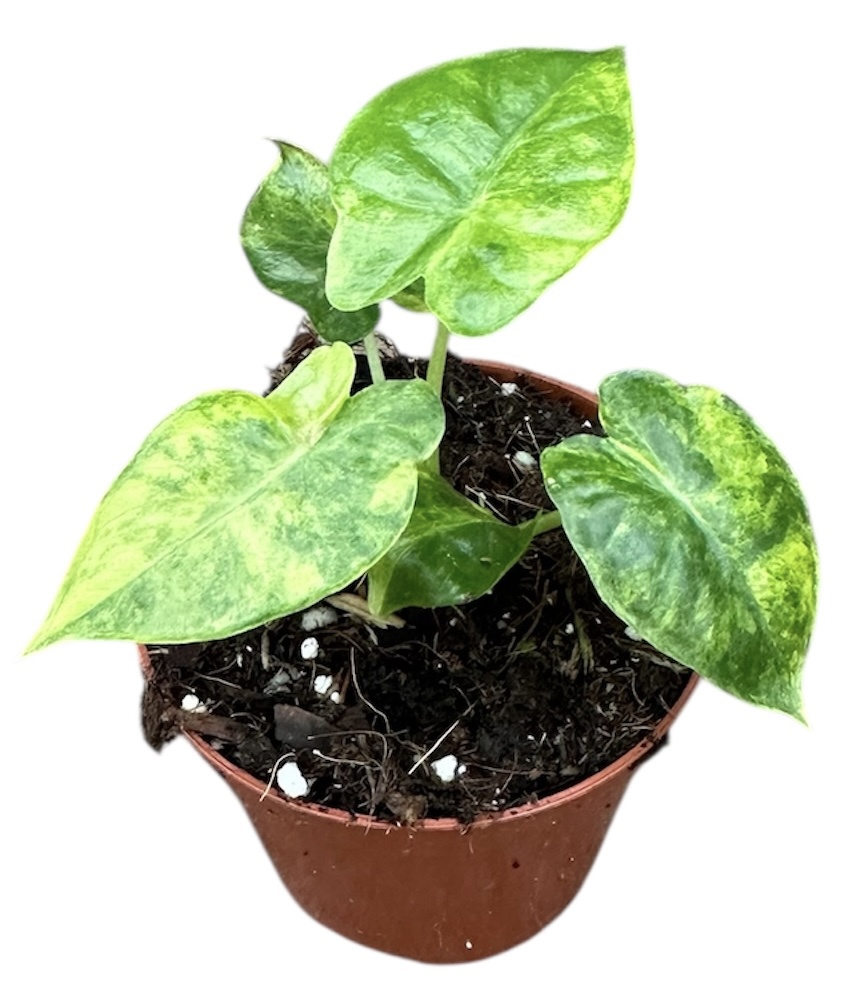 Горшечные цветы и растения оптом Alocasia Gageana Aurea от 1шт (для телеги) из Голландии с доставкой по России