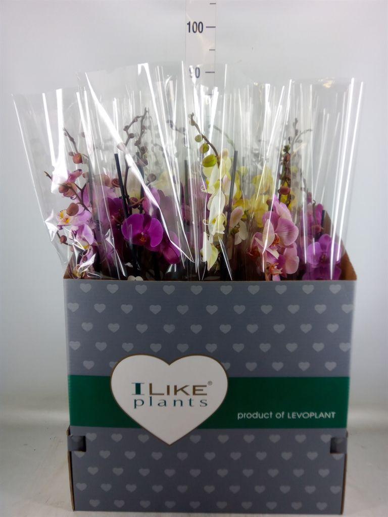 Горшечные цветы и растения оптом Phalaenopsis   ...mix от 12шт из Голландии с доставкой по России