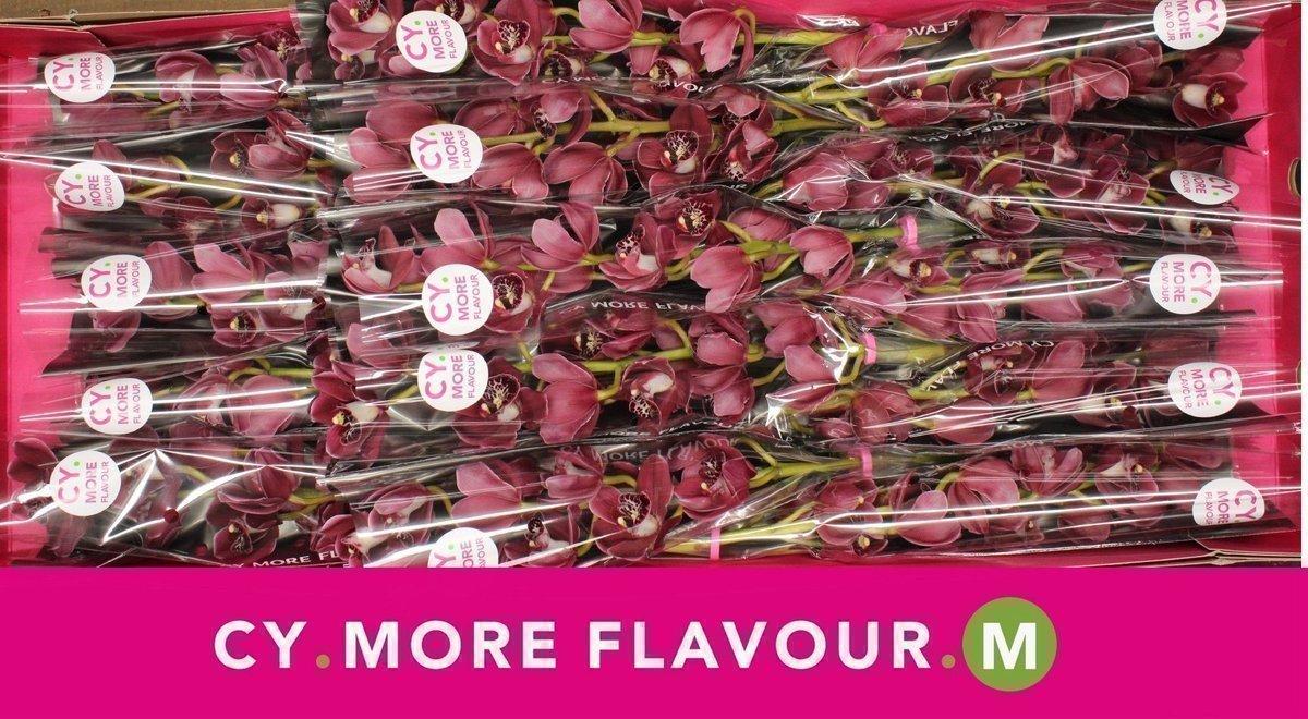 Срезанные цветы оптом Minicymbidium red howard robin red royal december от 15шт из Голландии с доставкой по России