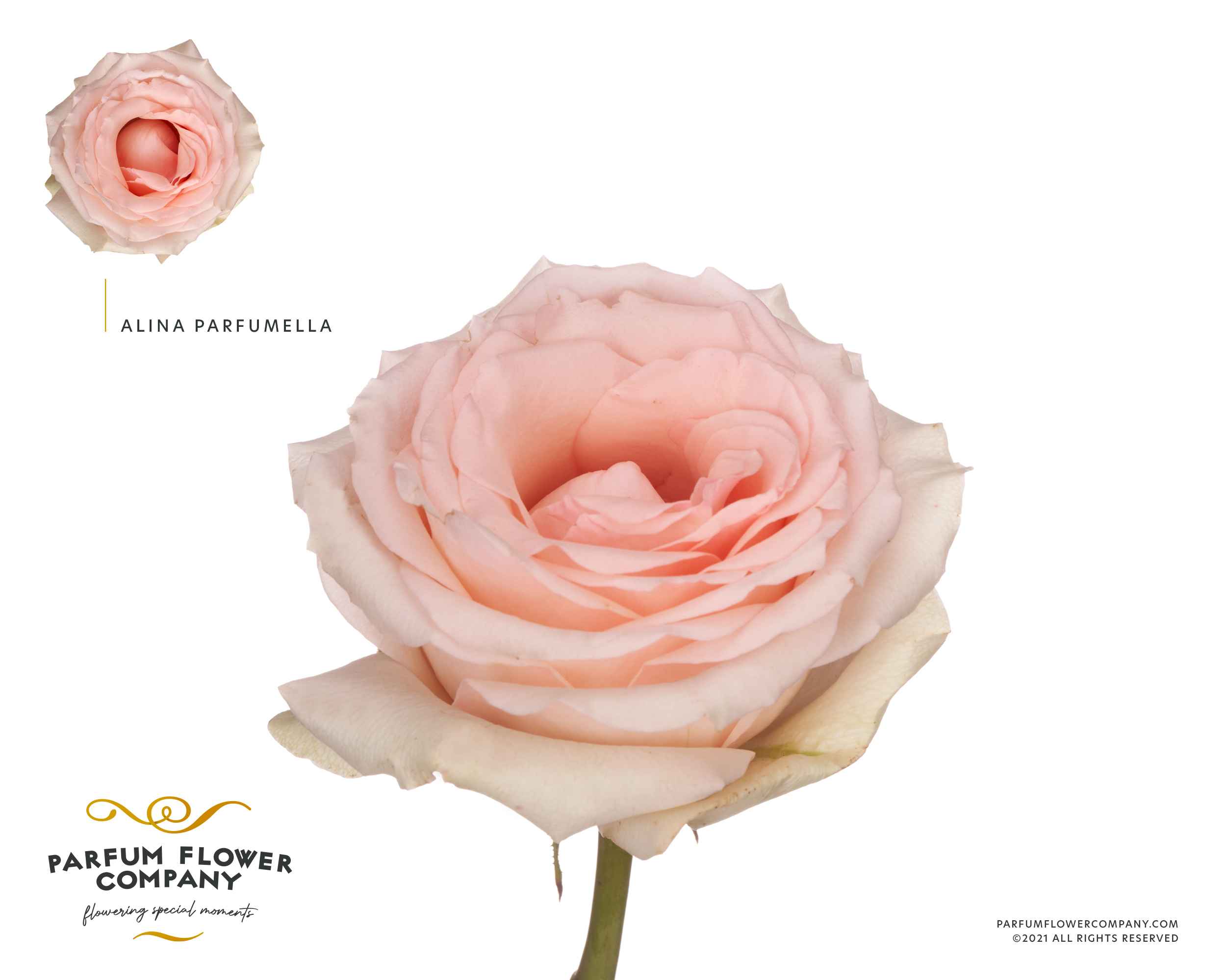 Срезанные цветы оптом Rosa la garden alina perfumella от 24шт из Голландии с доставкой по России