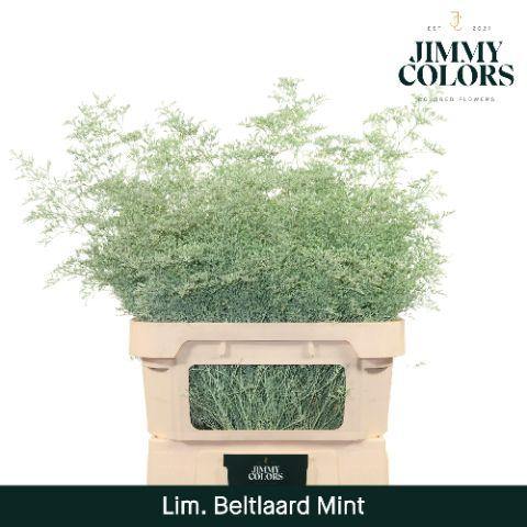 Срезанные цветы оптом Limonium beltlaard paint mint от 25шт из Голландии с доставкой по России