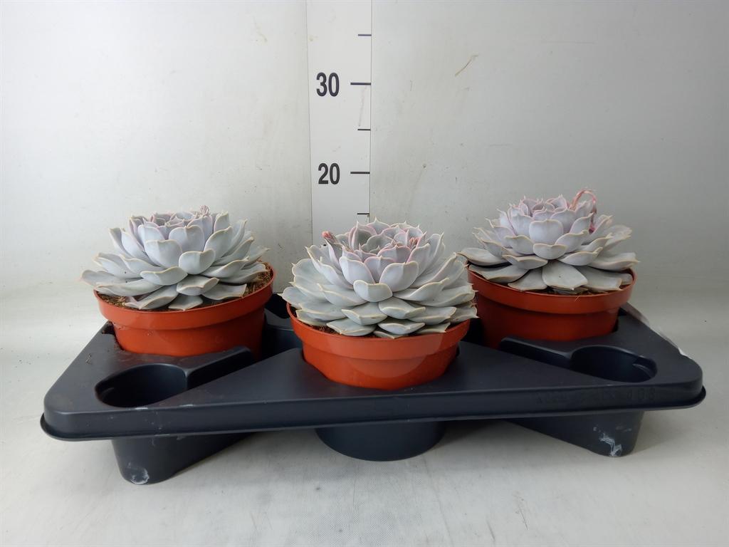 Горшечные цветы и растения оптом Echeveria Lilacina от 3шт из Голландии с доставкой по России